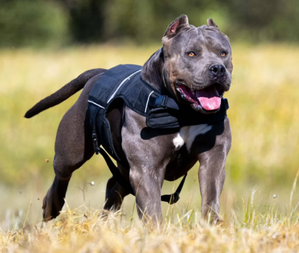 Hundesport Gewichtsgeschirr